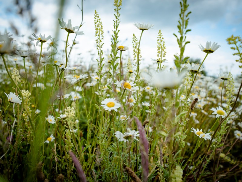 Of canals and flowers and horned&nbsp;beasties