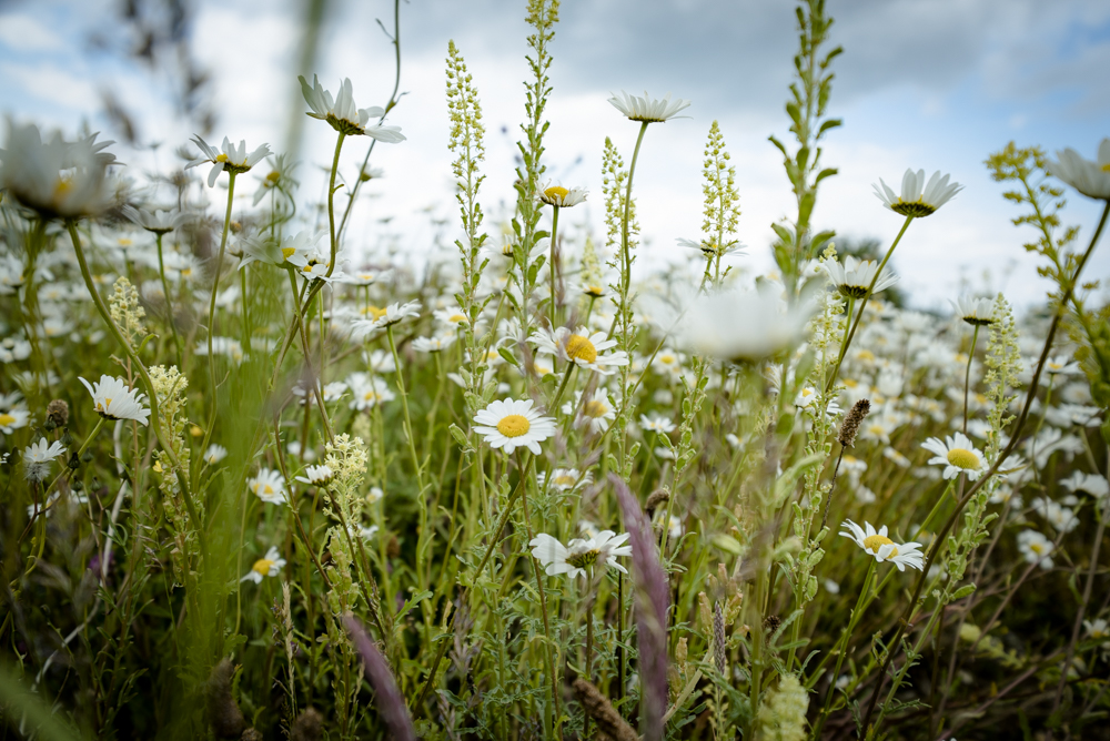 Of canals and flowers and horned&nbsp;beasties